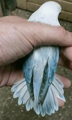 Prachtige piep jonge agapornis fisheri opaline euwing blauw, Dieren en Toebehoren, Vogels | Parkieten en Papegaaien, Mannelijk
