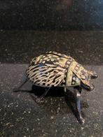 Japans Blikken kever flapping beetle wind-up Japan jaren '50, Antiek en Kunst, Antiek | Speelgoed, Ophalen of Verzenden