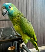 Handtamme mega lieve goed pratende blauwfoorhoofd amazone!, Dieren en Toebehoren, Mannelijk, Papegaai, Tam