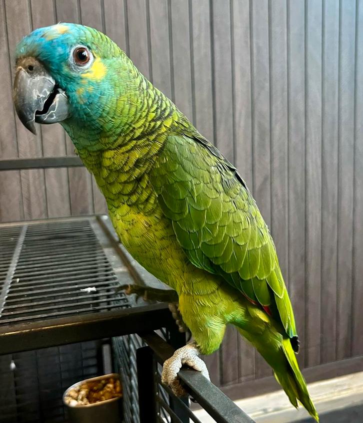 Handtamme mega lieve goed pratende blauwfoorhoofd amazone!, Dieren en Toebehoren, Vogels | Parkieten en Papegaaien, Papegaai, Mannelijk