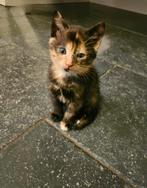 1 jonge kittens, Dieren en Toebehoren, Katten en Kittens | Overige Katten, Meerdere dieren
