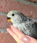 Babys agapornis, Dieren en Toebehoren, Geslacht onbekend, Dwergpapegaai of Agapornis, Tam