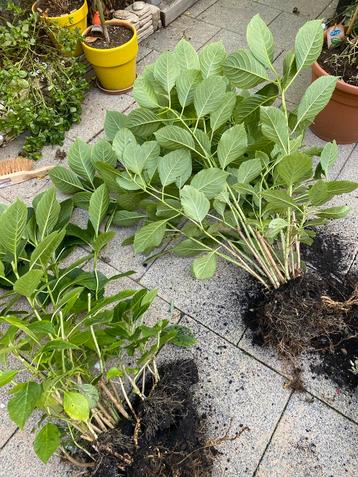 Hortensia voor de tuin beschikbaar voor biedingen