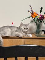 Lieve Britse korthaar met stamboom zoekt nieuw thuis, Dieren en Toebehoren, Katten en Kittens | Overige Katten, Poes