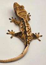 Wimpergekko, Hagedis, 0 tot 2 jaar