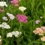 12 voor 15. Achillea millefolium 'Lilac Beauty'. Duizendblad, Overige soorten, Volle zon, Vaste plant, Ophalen of Verzenden
