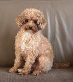 Mooi apricot Toy poedel teefje, Dieren en Toebehoren, Poedel, CDV (hondenziekte), 1 tot 2 jaar, Teef