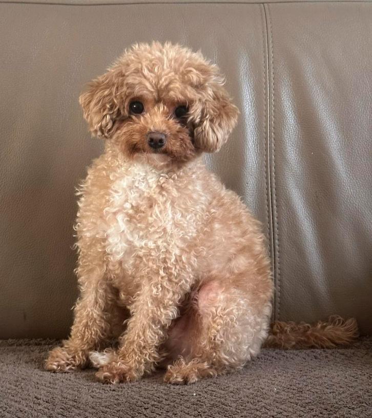 Mooi apricot Toy poedel teefje, Dieren en Toebehoren, Honden | Chihuahua's en Gezelschapshonden, Teef, Poedel, Particulier, Eén hond