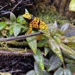 Leucomelas bolivar fine spot gifkikkers, Dieren en Toebehoren, Amfibie, 0 tot 2 jaar