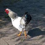 Haantje wyandotte kriel, Dieren en Toebehoren, Pluimvee, Mannelijk, Kip