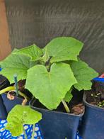 *  Moestuin Planten KOMKOMMER AUBERGIN TOMAAT COURGET BIBER, Tuin en Terras, Planten | Tuinplanten, Volle zon, Groenteplanten