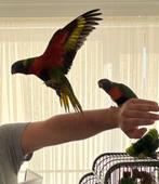 2 lori papagaaien, Dieren en Toebehoren, Vogels | Parkieten en Papegaaien, Meerdere dieren, Papegaai