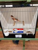 Harlekijn kanaries, Dieren en Toebehoren, Vogels | Kanaries, Meerdere dieren, Postuurkanarie