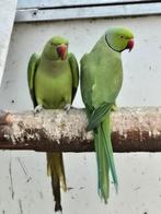 Te koop mooi koppel halsbanden, Dieren en Toebehoren, Meerdere dieren, Parkiet