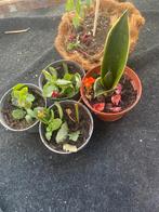 Kamerplanten Mix verschillende stortten planten, Vetplant, In pot, Minder dan 100 cm, Bloeiende kamerplant