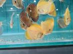 Yellow Checkerboard Discus, Symphysodon Discus, Vis, Zoetwatervis