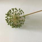 Gedroogde alliums, Ophalen, Nieuw, Binnen
