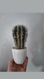 Kunst cactus kunstcactus in pot, Ophalen of Verzenden, Nieuw, Binnen