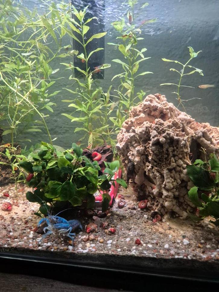 Home 85 aquarium met inhoud, Dieren en Toebehoren, Vissen | Aquaria en Toebehoren, Gevuld zoetwateraquarium, Ophalen