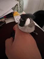 Tamme Witoor BuulBuul Irakees 2025, Dieren en Toebehoren, Vogels | Overige Vogels, Mannelijk