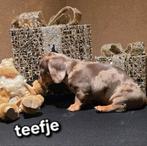 Kaninchen dwerg teckel pups, Dieren en Toebehoren, Honden | Teckels en Dashonden, Kaninchen, CDV (hondenziekte), 8 tot 15 weken