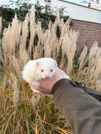 Tekoop mooie kleine gezonde fretten in verschillende kleuren, Dieren en Toebehoren, Overige Dieren, Mei, Meerdere dieren