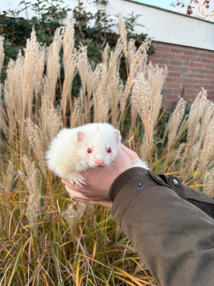 Tekoop mooie kleine gezonde fretten in verschillende kleuren, Dieren en Toebehoren, Overige Dieren, Meerdere dieren, Mei