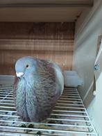 Valenciaan doffer, Dieren en Toebehoren, Mannelijk, Kropper