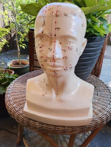 Vintage anatomisch acupunctuur model buste  beschikbaar voor biedingen