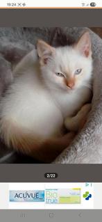 Britse korthaar kitten redpoint, Dieren en Toebehoren, Katten en Kittens | Raskatten | Korthaar, Meerdere dieren, Met stamboom