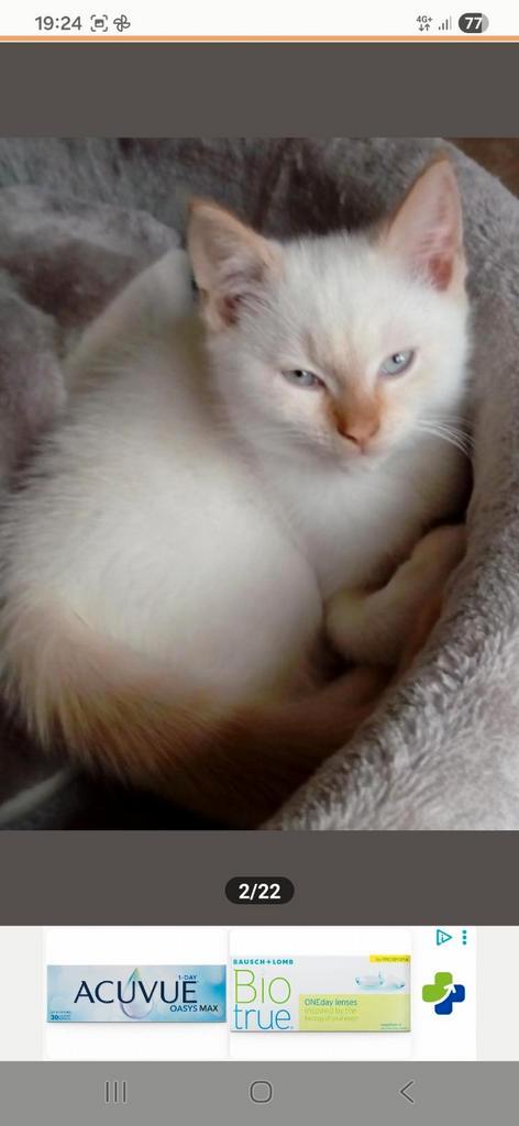 Britse korthaar kitten redpoint, Dieren en Toebehoren, Katten en Kittens | Raskatten | Korthaar, Meerdere dieren, Met stamboom