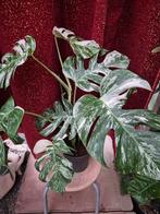 Monstera Deliciosa Variegata XXL p17 (5), Ophalen of Verzenden, Halfschaduw, Minder dan 100 cm