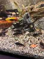 coridoras black venezuela, Dieren en Toebehoren, Vissen | Aquariumvissen, Vis, Zoetwatervis, Schoolvis
