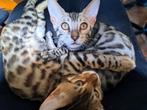 BENGAAL ALARM! ‼️ silver bengaalse kitten  STAMBOOM, Dieren en Toebehoren, Katten en Kittens | Raskatten | Korthaar, Meerdere dieren