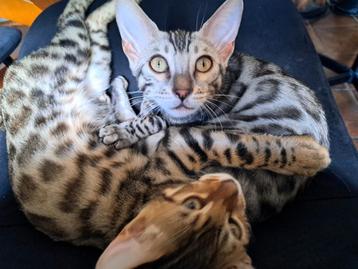 BENGAAL ALARM! ‼️ silver bengaalse kitten  STAMBOOM beschikbaar voor biedingen