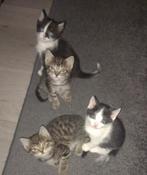 Kittens (gereserveerd), Dieren en Toebehoren, Katten en Kittens | Overige Katten, Meerdere dieren