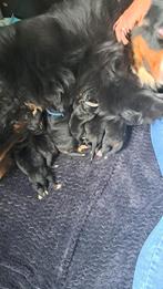 Te koop bernersenner pups, Nederland, Reu, CDV (hondenziekte), 8 tot 15 weken