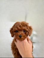 Toy poodle / Toypoodle / Toy poedel / Toypodel /pups, Dieren en Toebehoren, Honden | Chihuahua's en Gezelschapshonden, Poedel