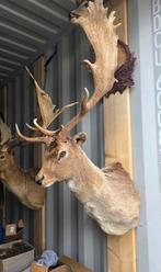 Prachtig Opgezette damhert taxidermie opgezette dieren hert, Ophalen, Nieuw, Opgezet dier