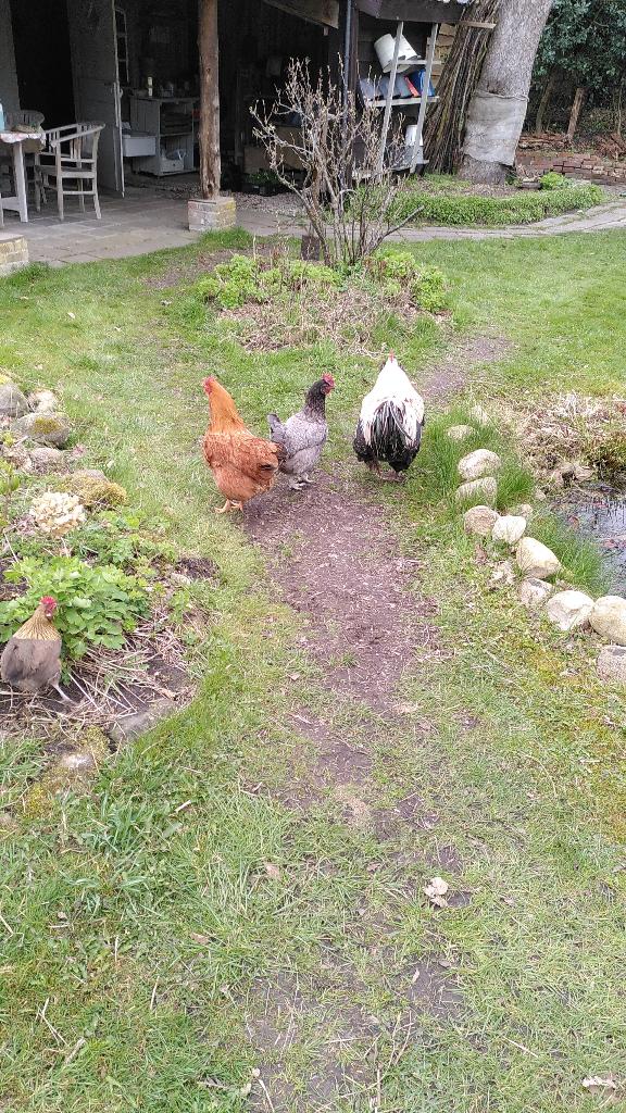 kippen, Vrouwelijk, Kip