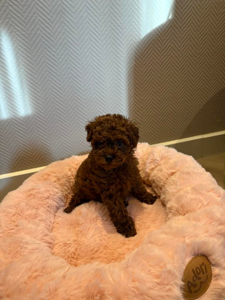 Mini Toy poedel teefje️ diep abrikoos, Poedel, 15 weken tot 1 jaar, Teef, Parvo
