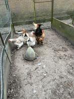 Bramas zalm broed eiren, Dieren en Toebehoren, Meerdere dieren, Kip