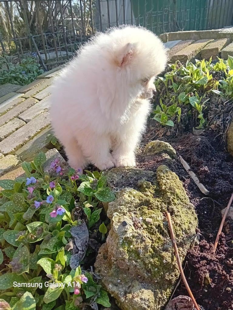 Prachtige Raszuivere Mini Pomeriaan, Particulier, 8 tot 15 weken, Buitenland, Parvo