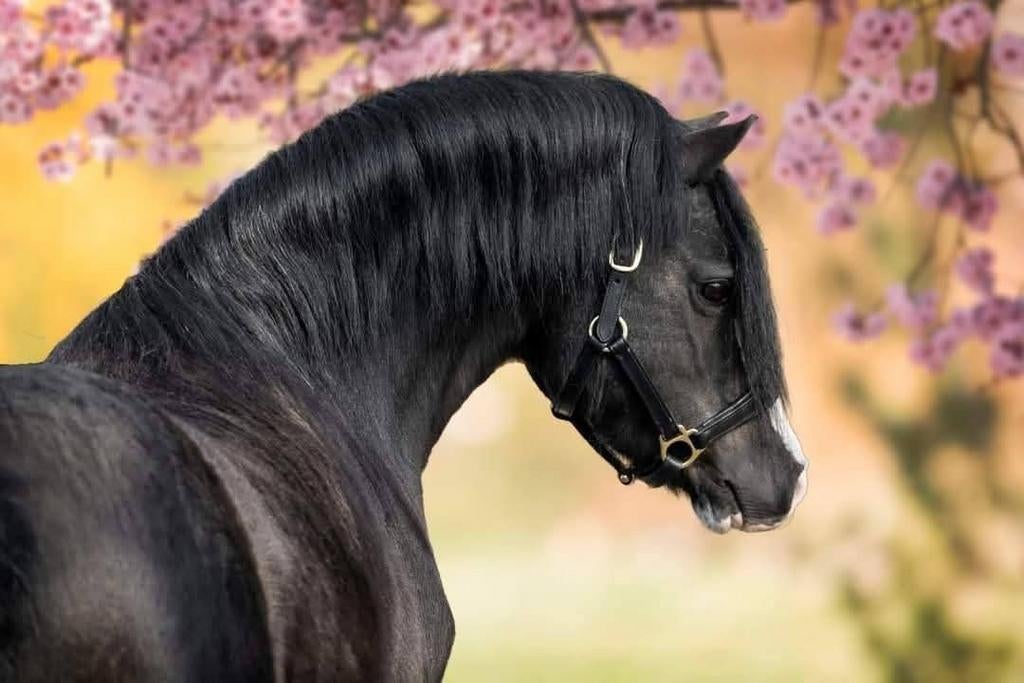 Schitterende zwarte Welsh A hengst - Ter dekking, Dieren en Toebehoren, Hengst