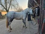 Lieve E pony, Dieren en Toebehoren, Paarden, Ruin, Recreatiepaard