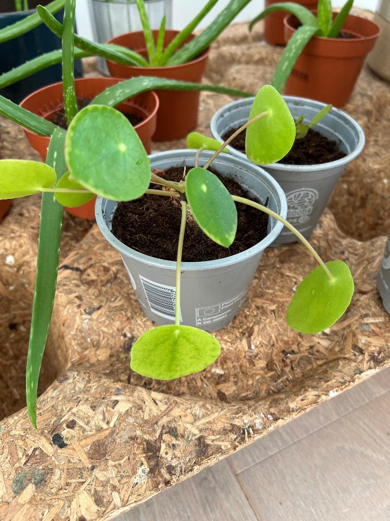 Pannenkoekplant, Huis en Inrichting, Kamerplanten, Ophalen, Halfschaduw, Minder dan 100 cm