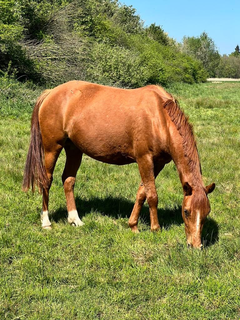 3 jarige dragende merrie, new forest, Dieren en Toebehoren, Pony's, Merrie, Onbeleerd, C pony (1.27m tot 1.37m), 3 tot 6 jaar