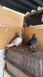 duif, duven, Mannelijk, Kropper