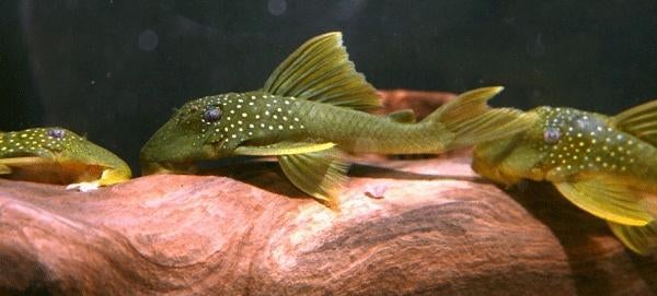 L-Nummers: L200 Hemiancistrus subviridis, Vis, Zoetwatervis