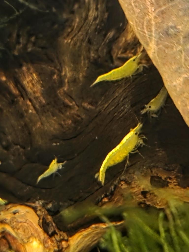 Gele garnalen, Dieren en Toebehoren, Vissen | Aquariumvissen, Kreeft, Krab of Garnaal, Zoetwatervis, Schoolvis
